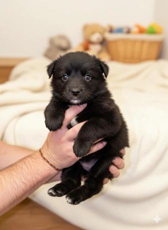 Щенки отдам