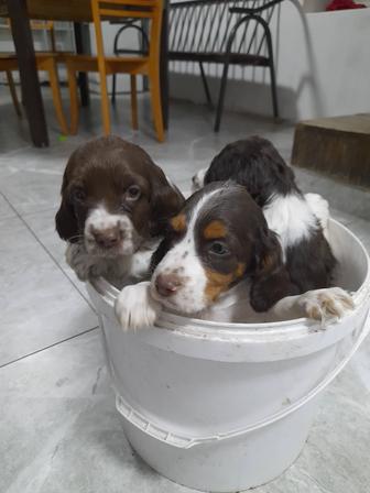 Щенки Порода Спаниель Русский и Английский