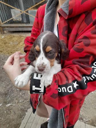 Щенки Порода Спаниель Русский и Английский