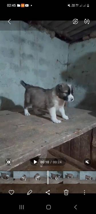 Щенки САО