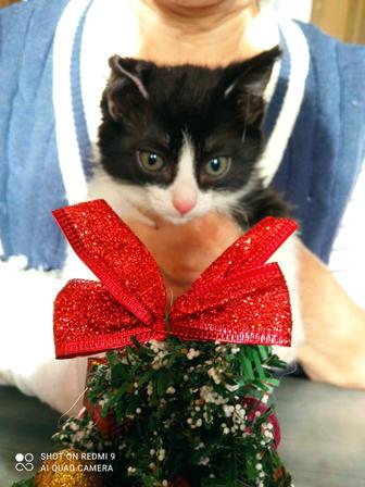 Отдам в добрые руки котят