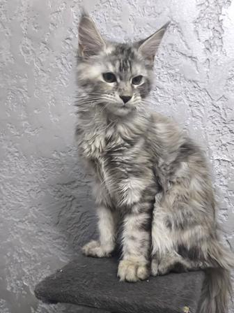 Мейн-кун котята