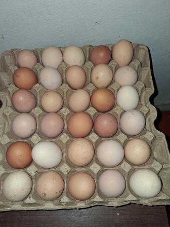 Инкубационные яйца