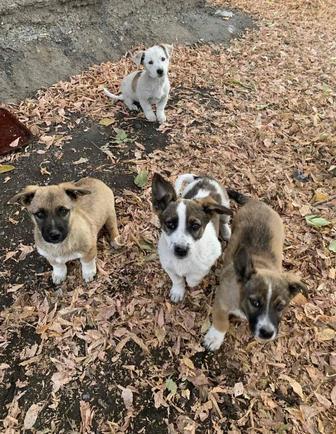 Щенята (собачки)