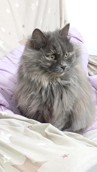 отдам кошку