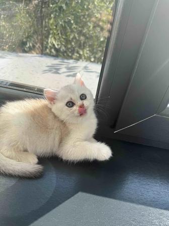 Котенок шиншилла