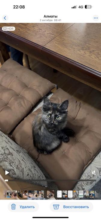 Котенок девочка 3 месяца