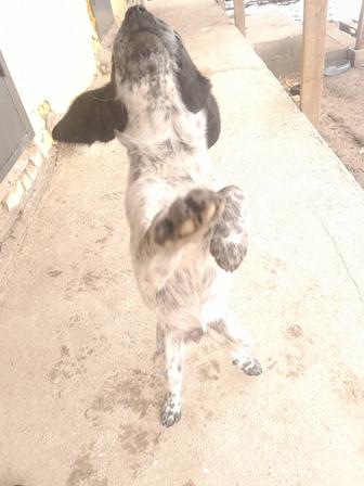 English Springer Spaniel 
Английский спрингер-спаниель