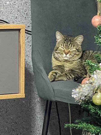 Отдам в добрые руки кота