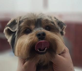 Груминг собак!