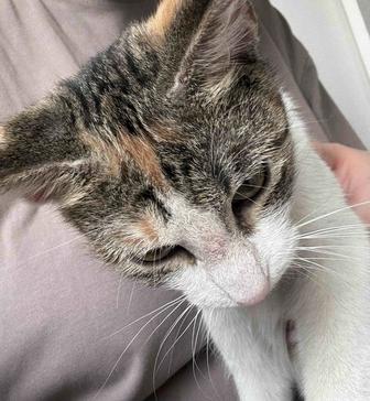 Кошка 7 мес, отдам бесплатно