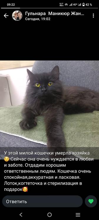 Кастрированный молодой кот ищет дом.