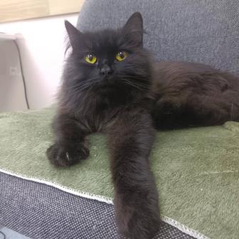 Кастрированный молодой кот ищет дом.