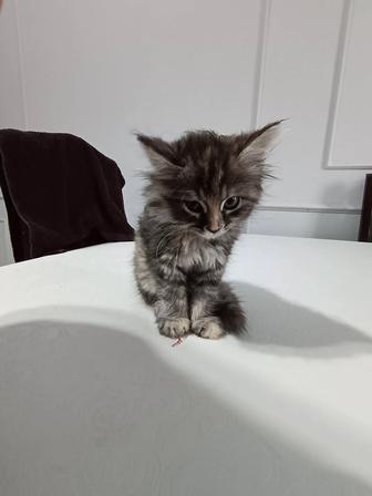 котенок с подъезда