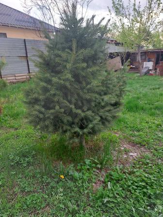Продам ели сорт Тянь шаньская