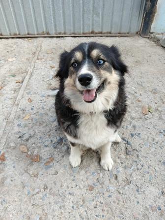 Собака в добрые руки