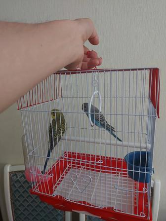 Попугайчики клетка корм