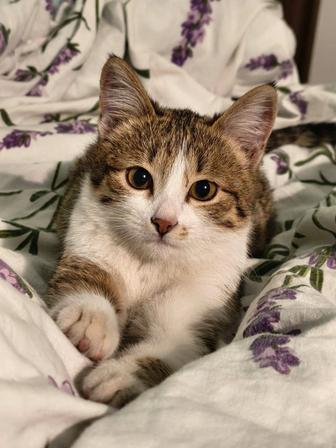 Отдам в добрые ответственные заботливые руки