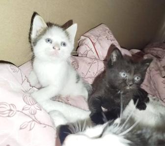 Отдам котят в добрые руки