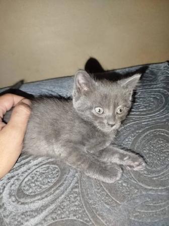 Отдам котенка в добрые руки