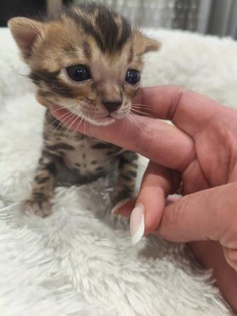 Бенгальский котенок