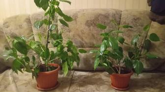 Комнатные растения