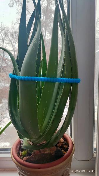 Алоэ вера лечебный 4года