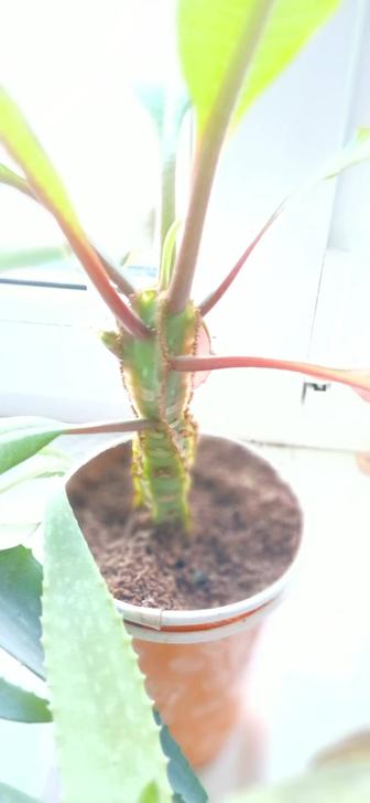 Растение комнатное