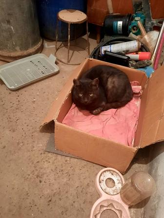 Отдам в добрые руки большого черного кота очень умный кастрированный