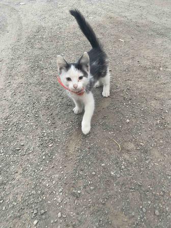 Котенок