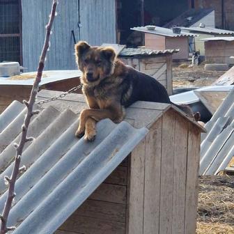 Собака из приюта Хвостатый рай