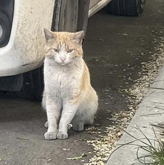 Бездомному котику нужен дом