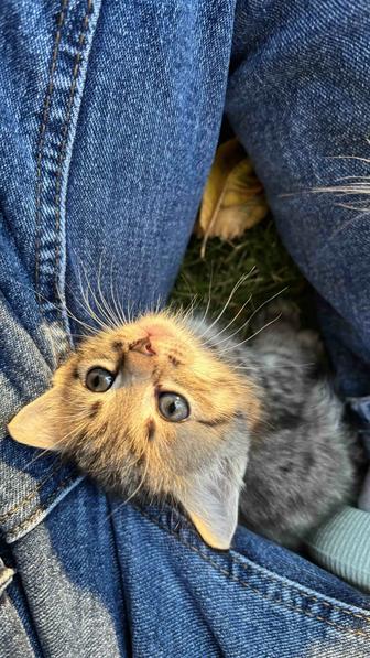 Котята