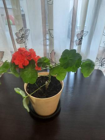 Продается домашний цветок