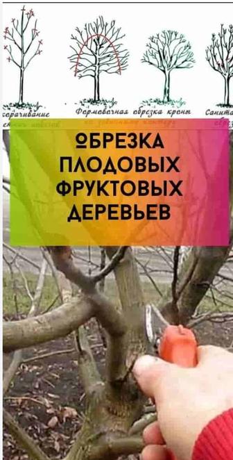 Обрезка деревьев , кустарников, винограда.