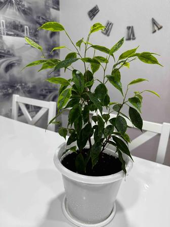 Фикус Бенджамина продам