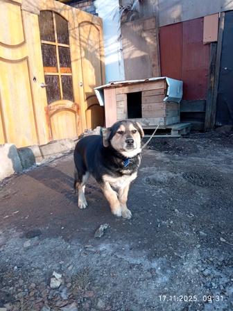 Собака в добрые руки (щенок)