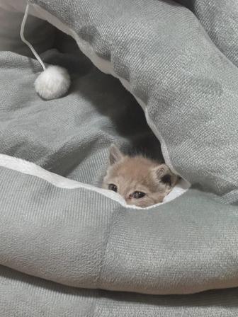 Котенка в добрые руки отдадим
