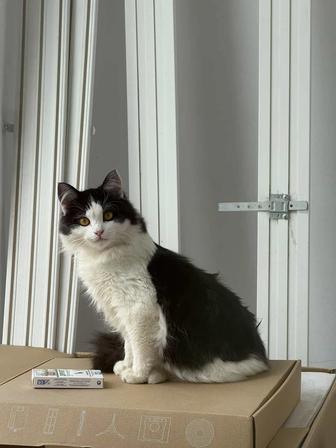 Подросший котенок в добрые руки