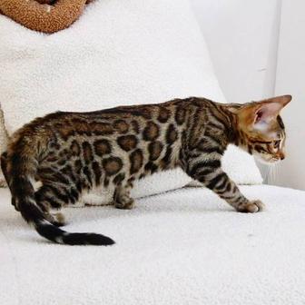 Бенгальские котята