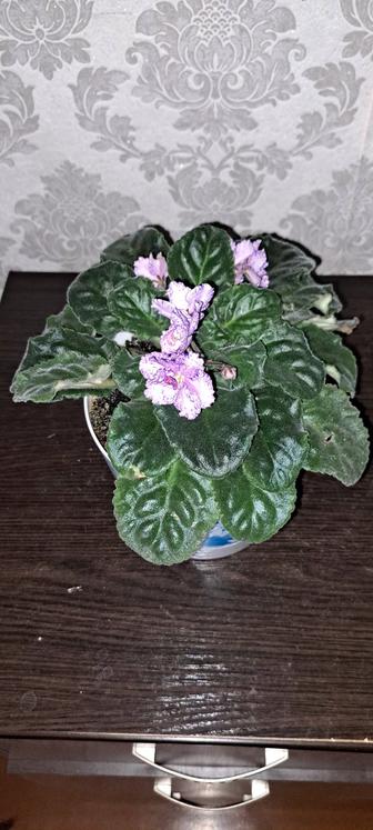 Продам фиалку