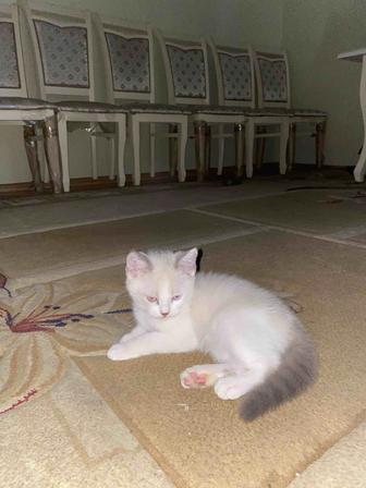 Котенок