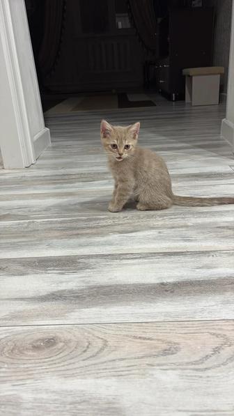 Котенок мальчик , мать британка, папа шотландец