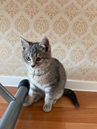 Нашли котенка, мальчик, отдам в хорошие руки