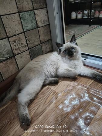 Пристраивается котенок