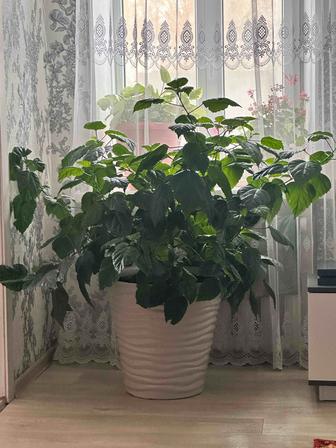 Продам цветок