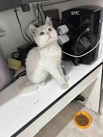 Кошечка в добрые руки