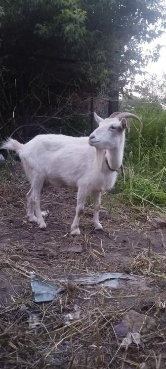 Продам коз двойной породы.
