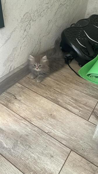 Отдам кота