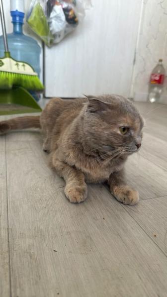 Отдам даром кошку